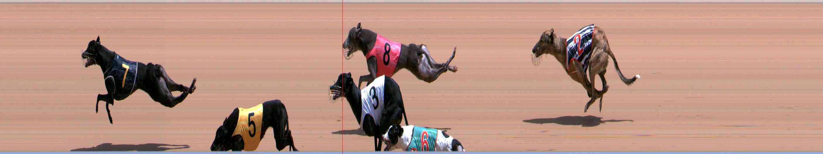 Photo finish for Healesville Race 8