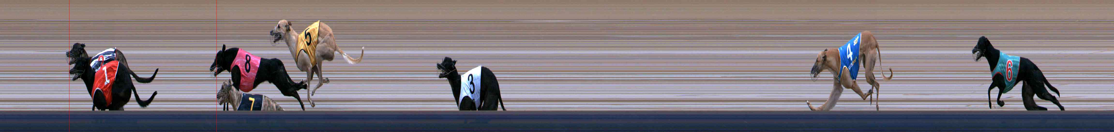 Photo finish for Healesville Race 8
