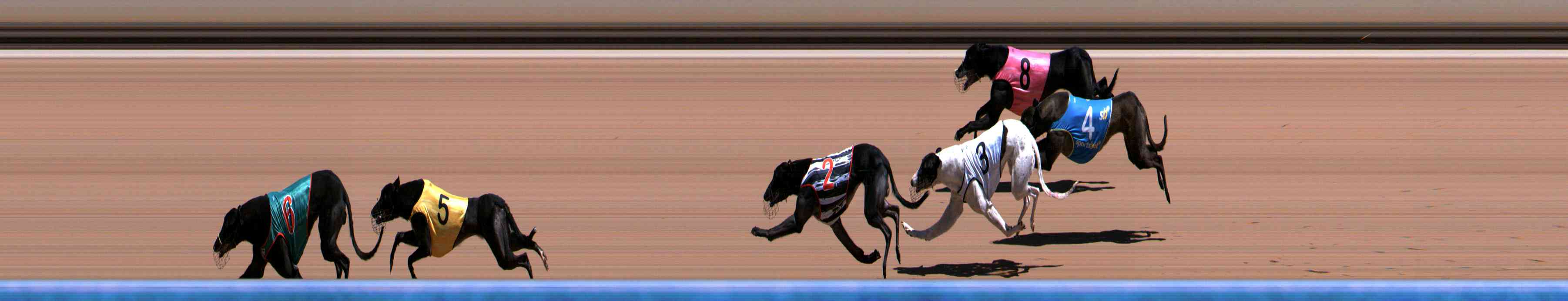Photo finish for Healesville Race 5