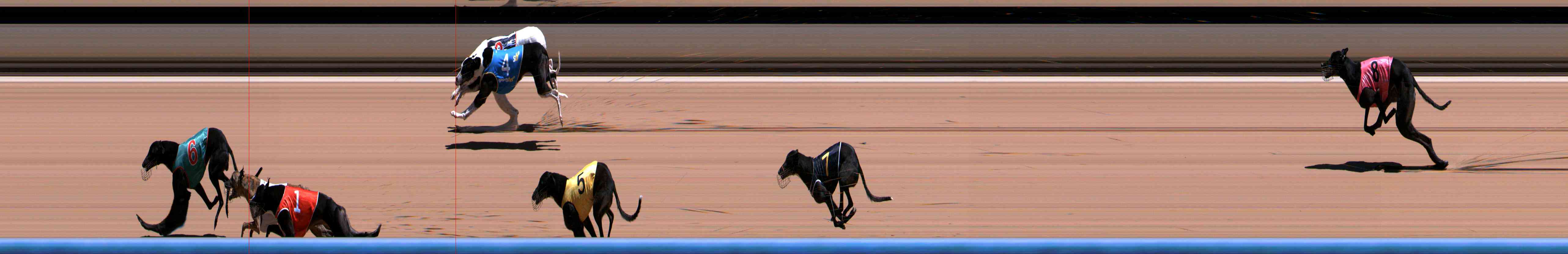 Photo finish for Healesville Race 6