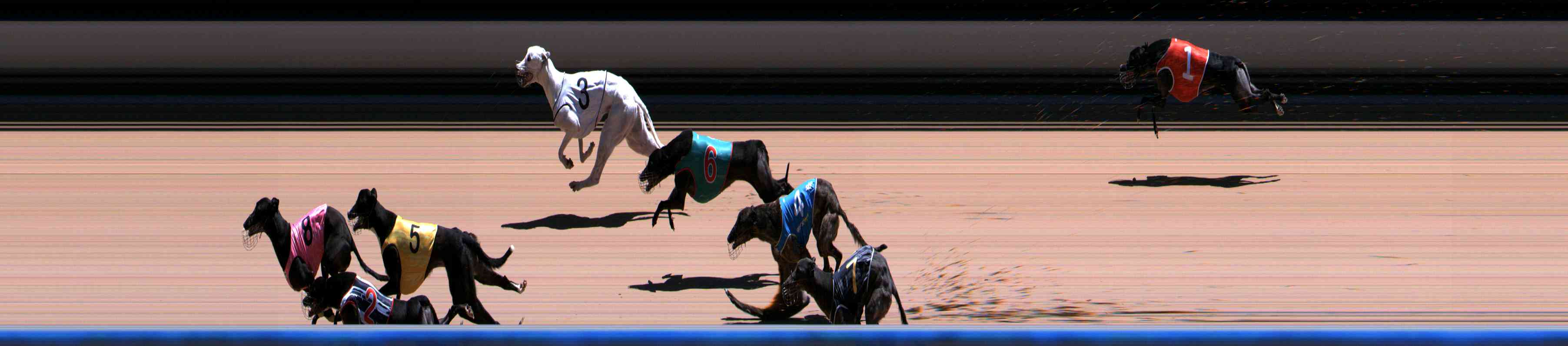 Photo finish for Healesville Race 10