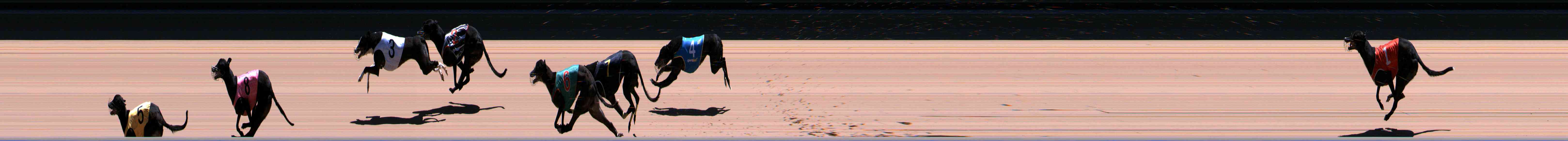 Photo finish for Healesville Race 12