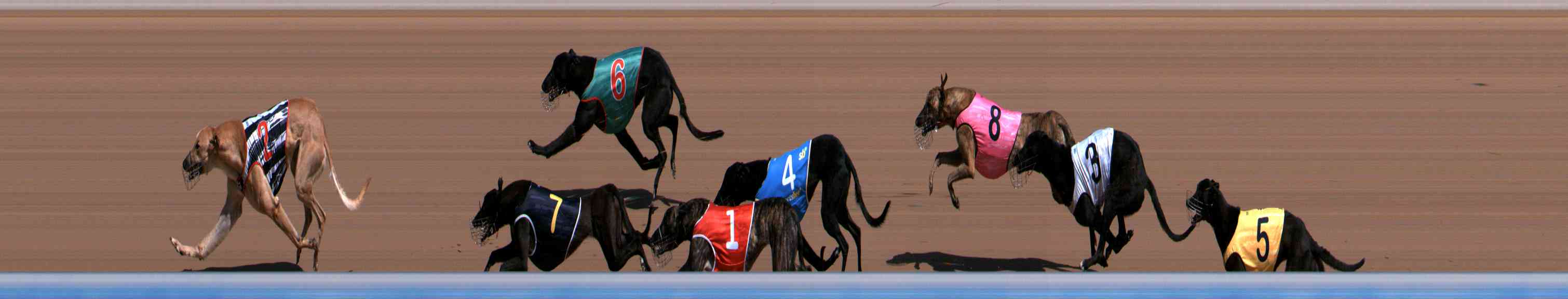 Photo finish for Healesville Race 1