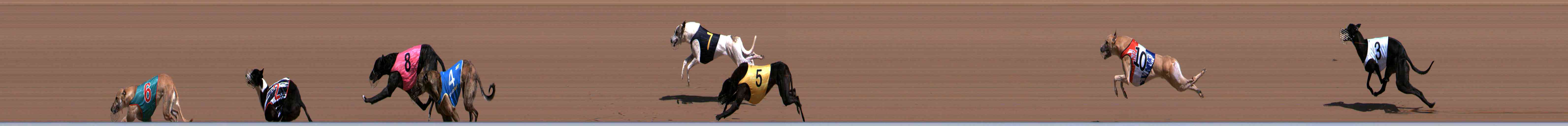 Photo finish for Healesville Race 2