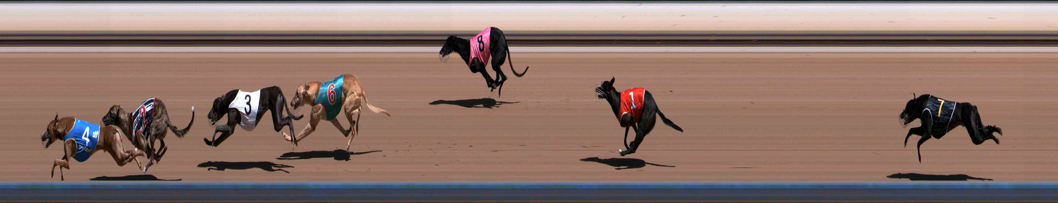 Photo finish for Healesville Race 1