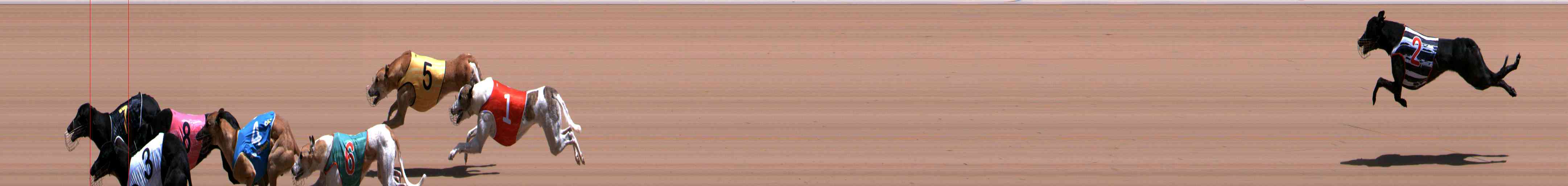 Photo finish for Healesville Race 6