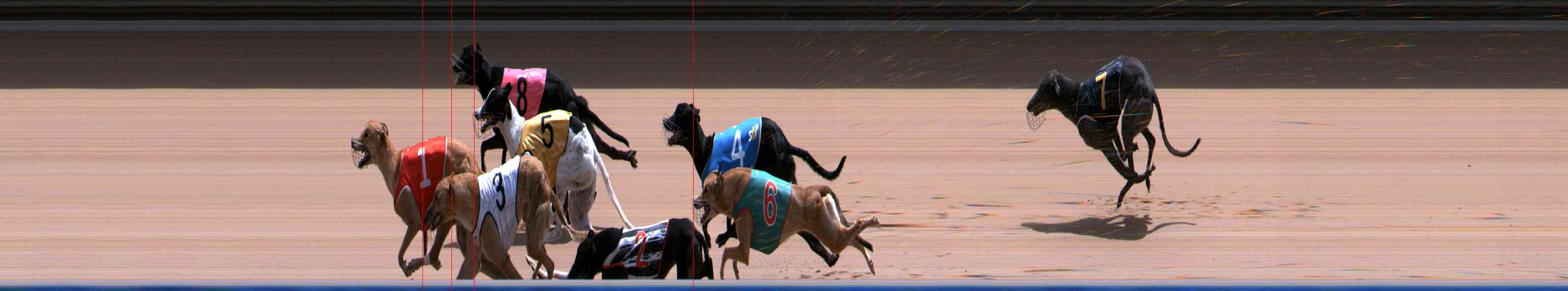 Photo finish for Healesville Race 12