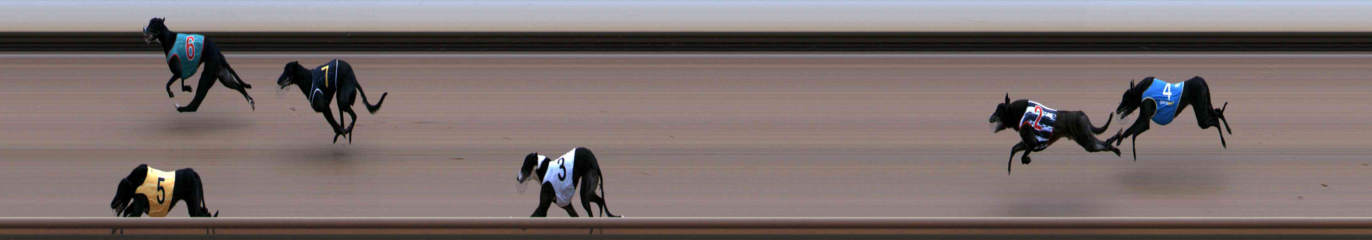 Photo finish for Healesville Race 5