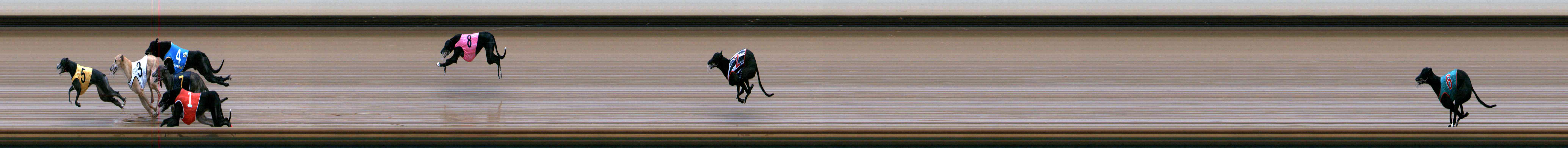 Photo finish for Healesville Race 7