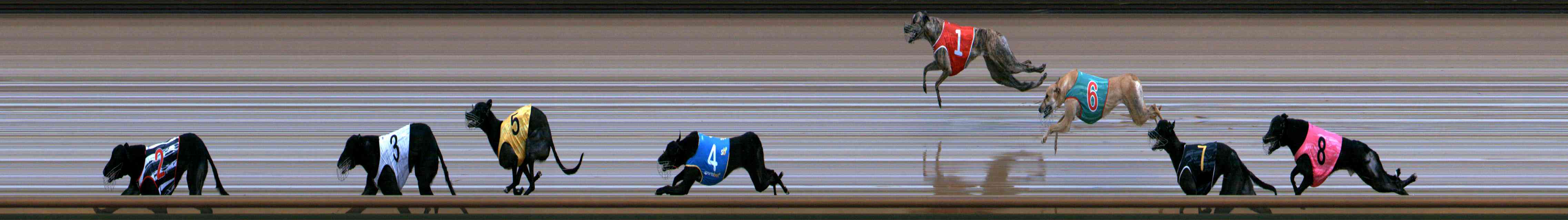 Photo finish for Healesville Race 8