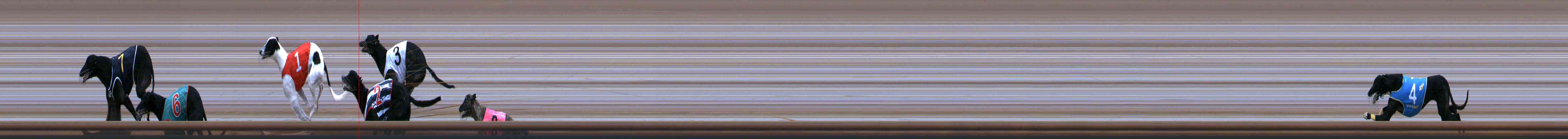 Photo finish for Healesville Race 12