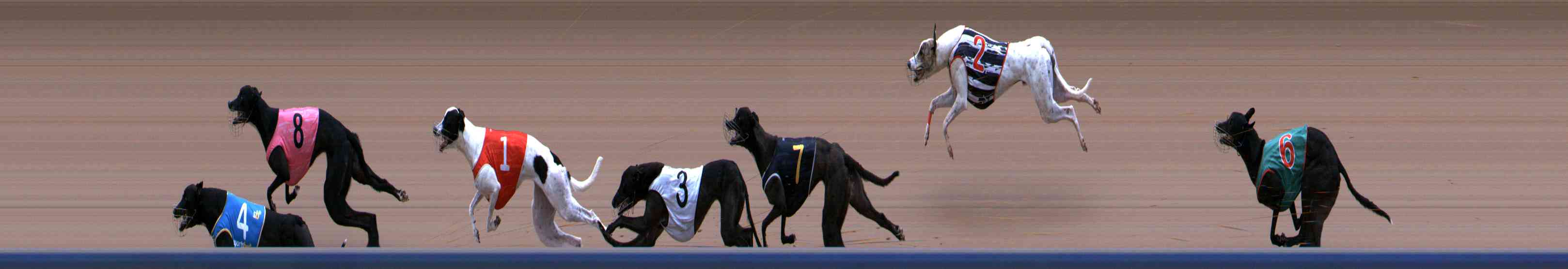 Photo finish for Healesville Race 3