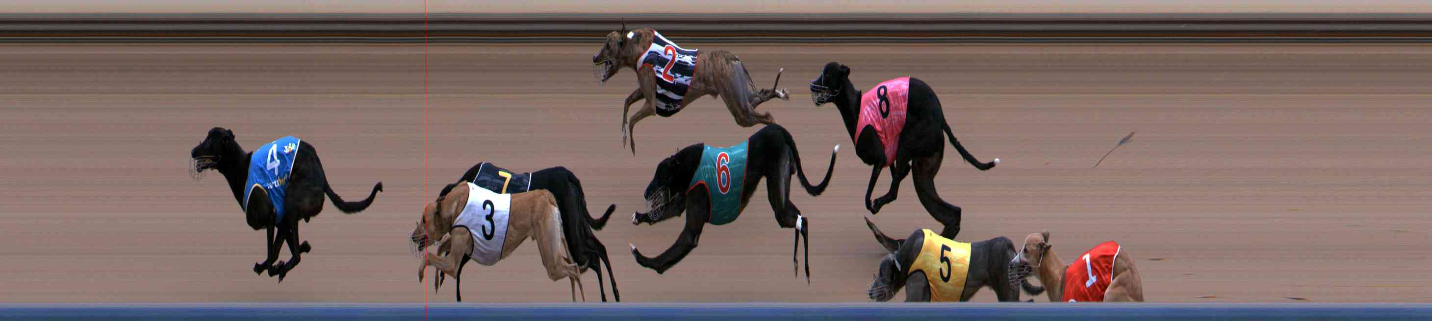 Photo finish for Healesville Race 8