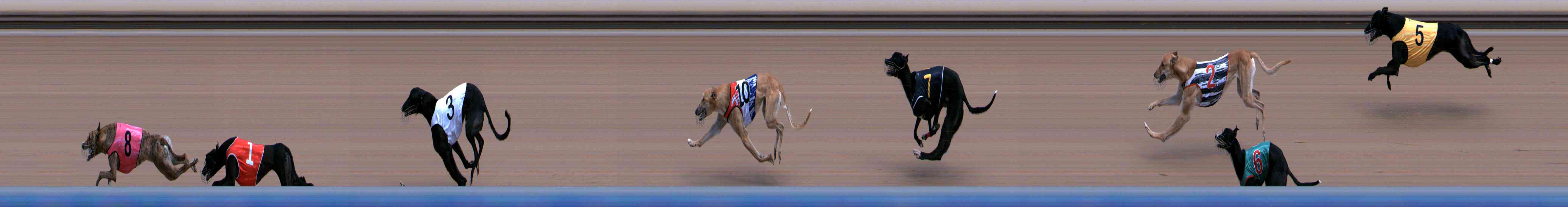 Photo finish for Healesville Race 2