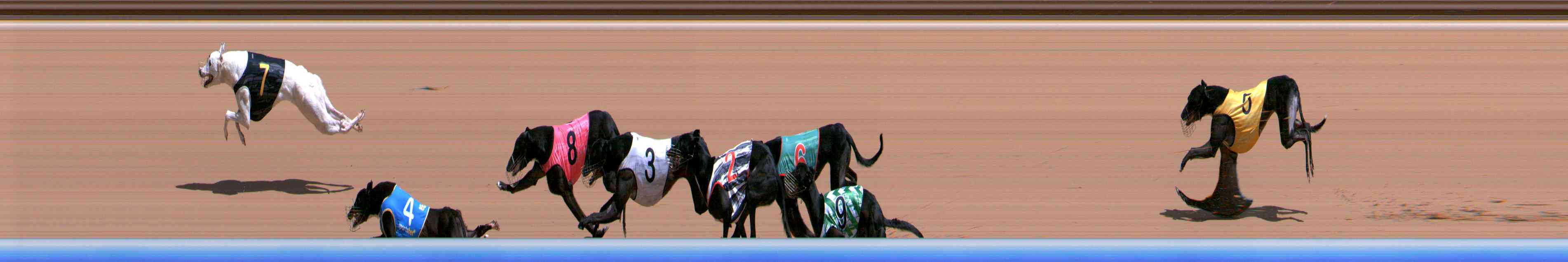 Photo finish for Healesville Race 4