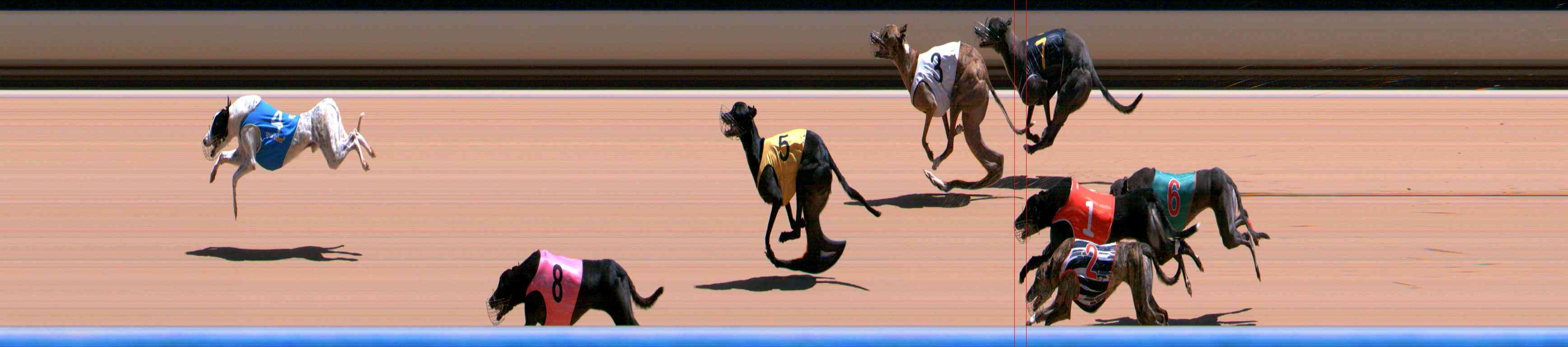 Photo finish for Healesville Race 8