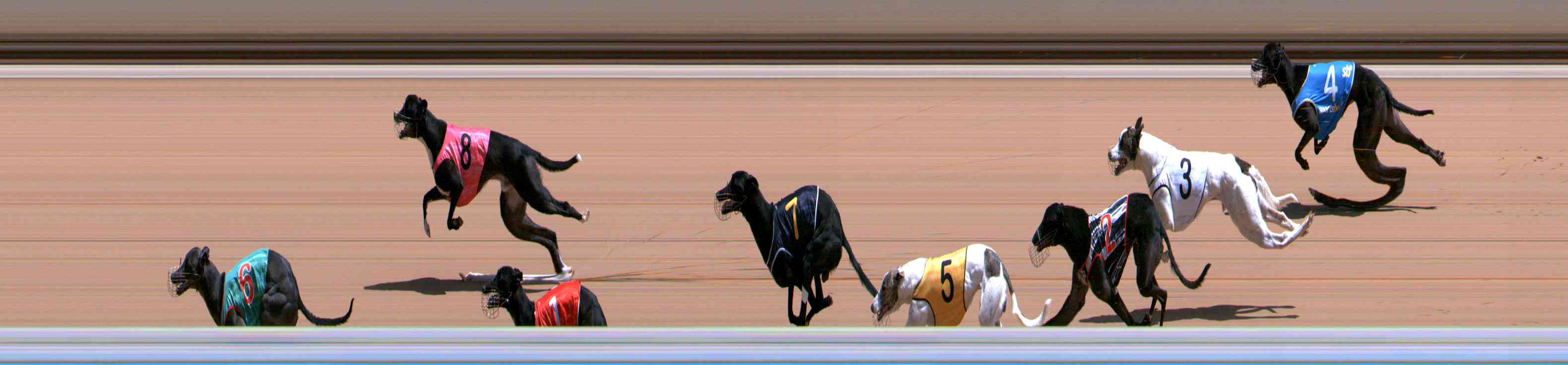 Photo finish for Healesville Race 7