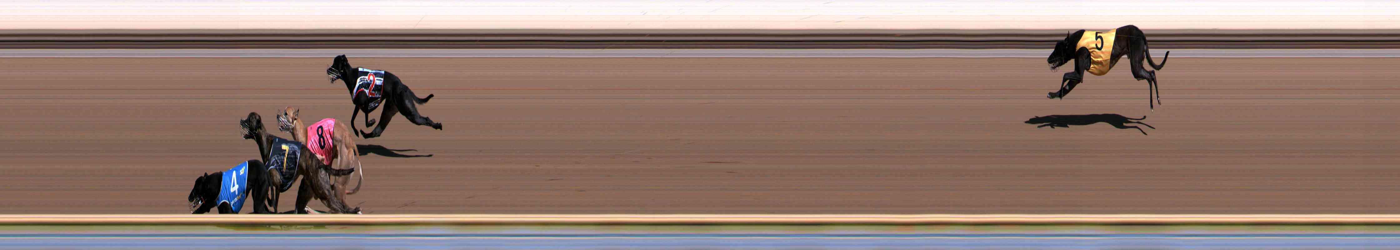 Photo finish for Healesville Race 1