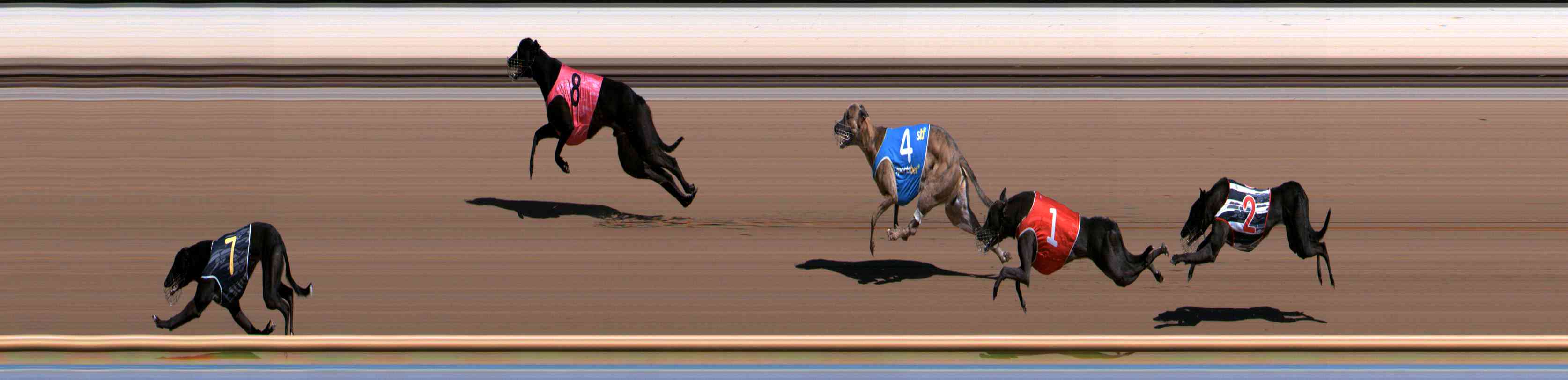 Photo finish for Healesville Race 2