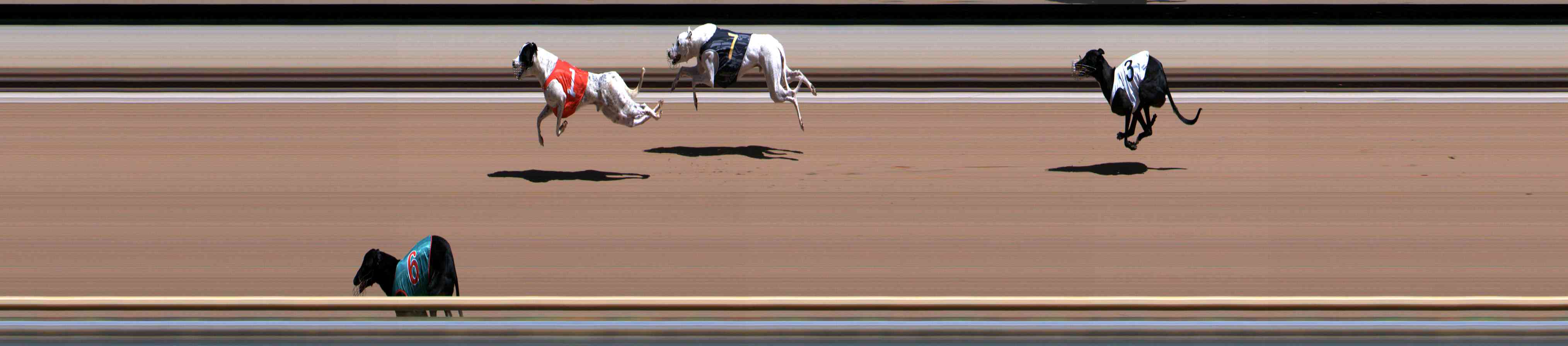 Photo finish for Healesville Race 5