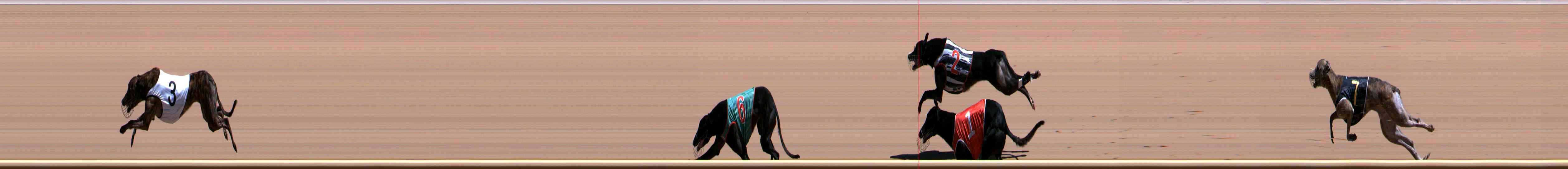 Photo finish for Healesville Race 8