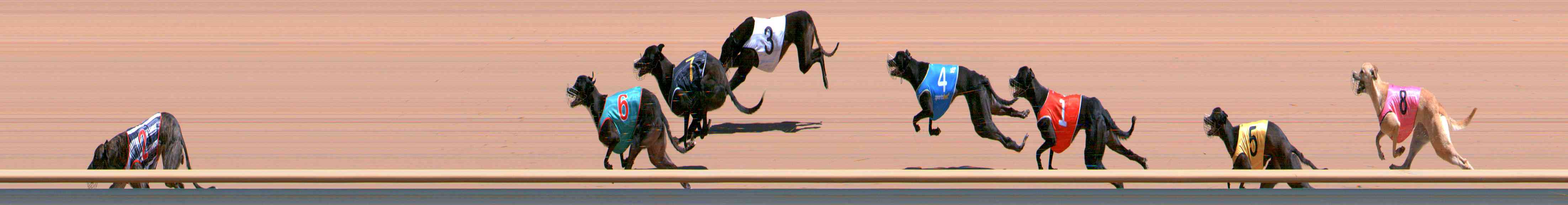Photo finish for Healesville Race 4