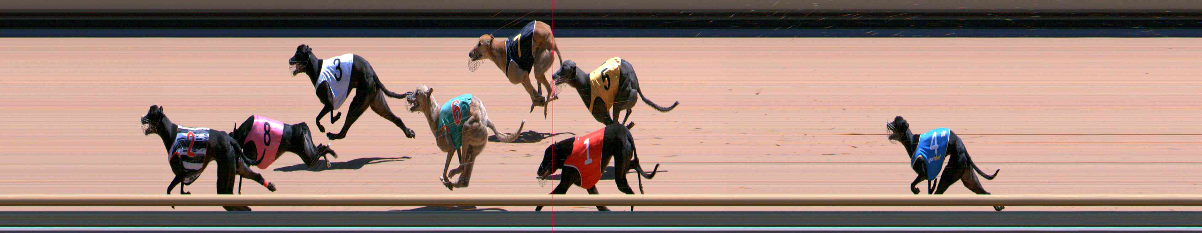 Photo finish for Healesville Race 8
