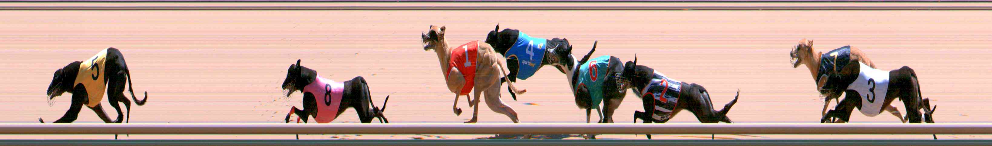 Photo finish for Healesville Race 11