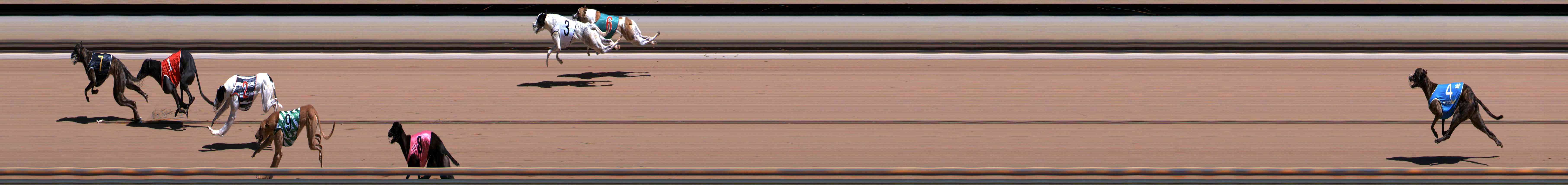 Photo finish for Healesville Race 6