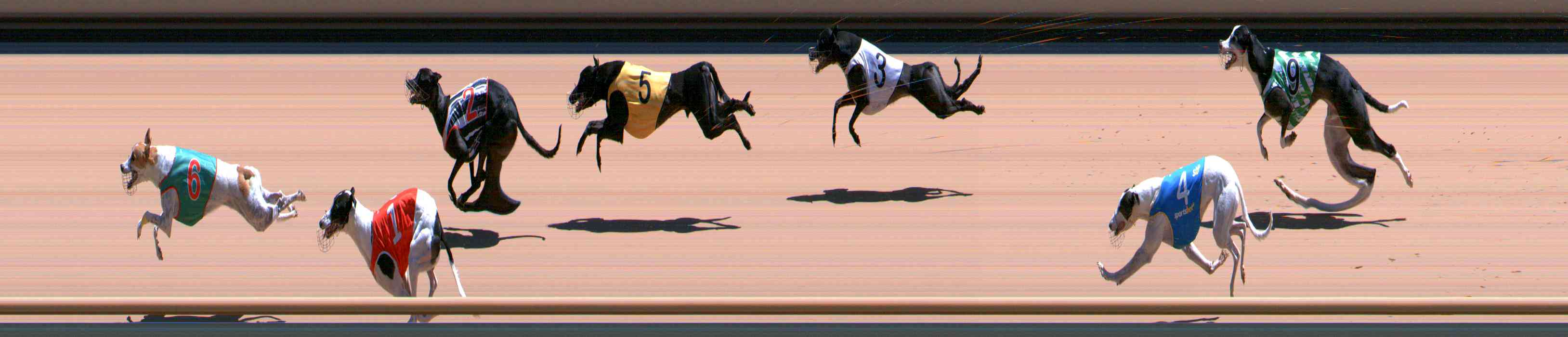 Photo finish for Healesville Race 11