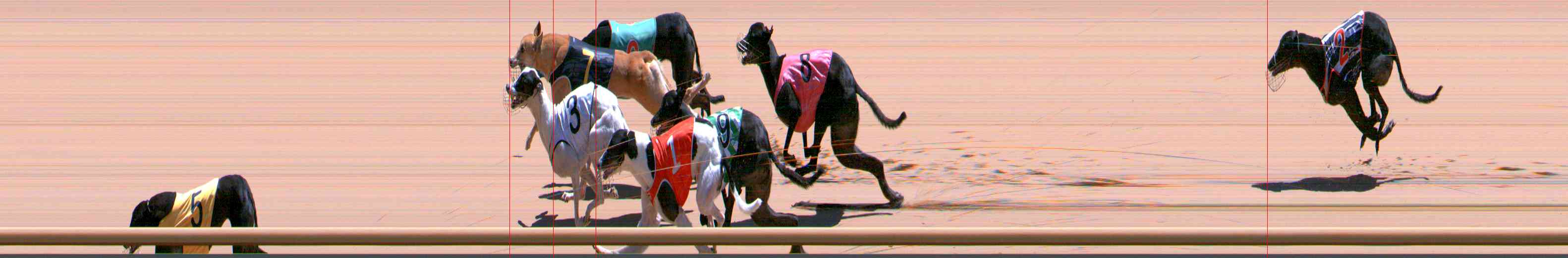 Photo finish for Healesville Race 12