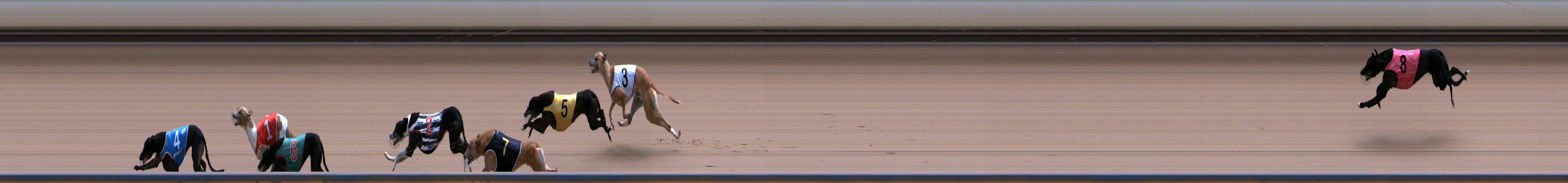 Photo finish for Healesville Race 12