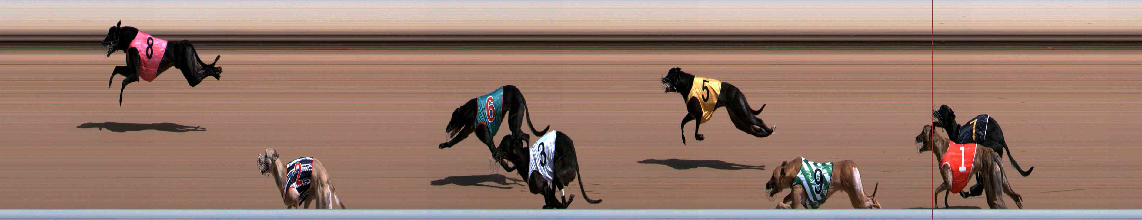 Photo finish for Healesville Race 5