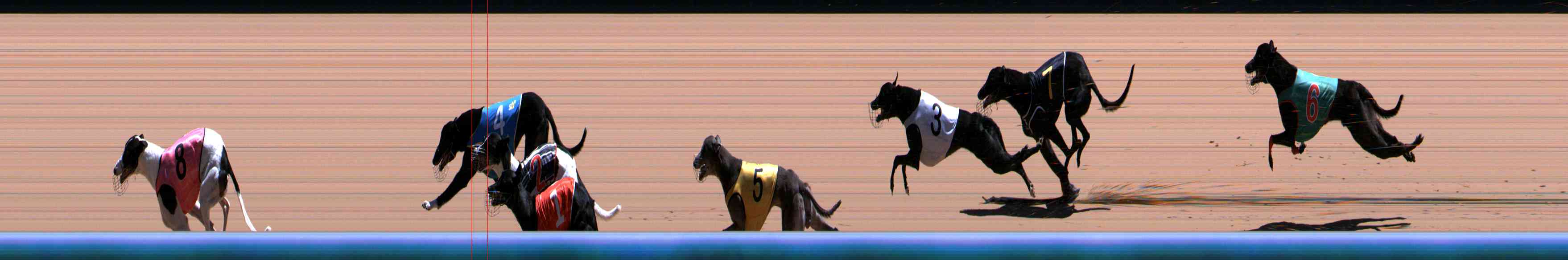 Photo finish for Healesville Race 12