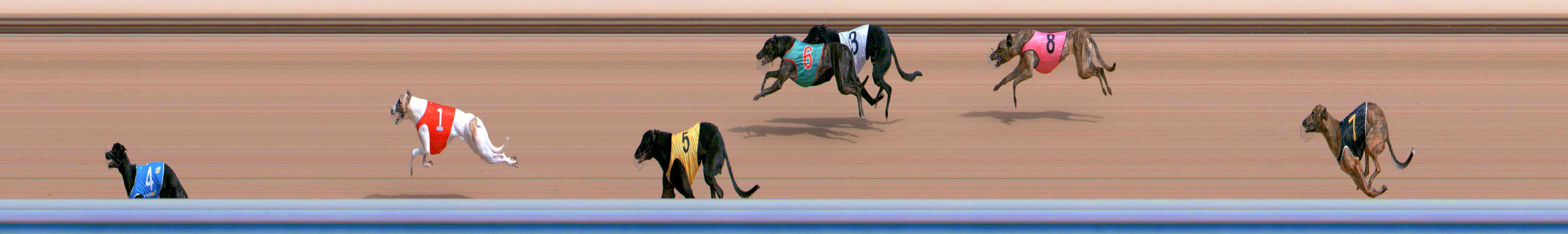 Photo finish for Healesville Race 1