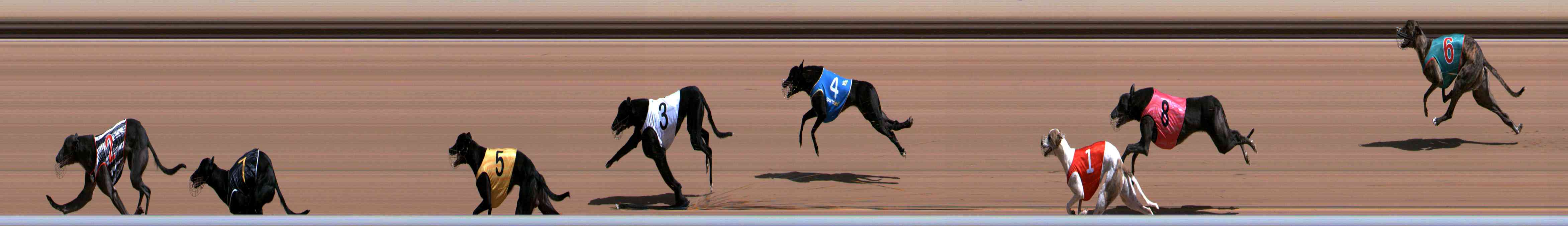 Photo finish for Healesville Race 3