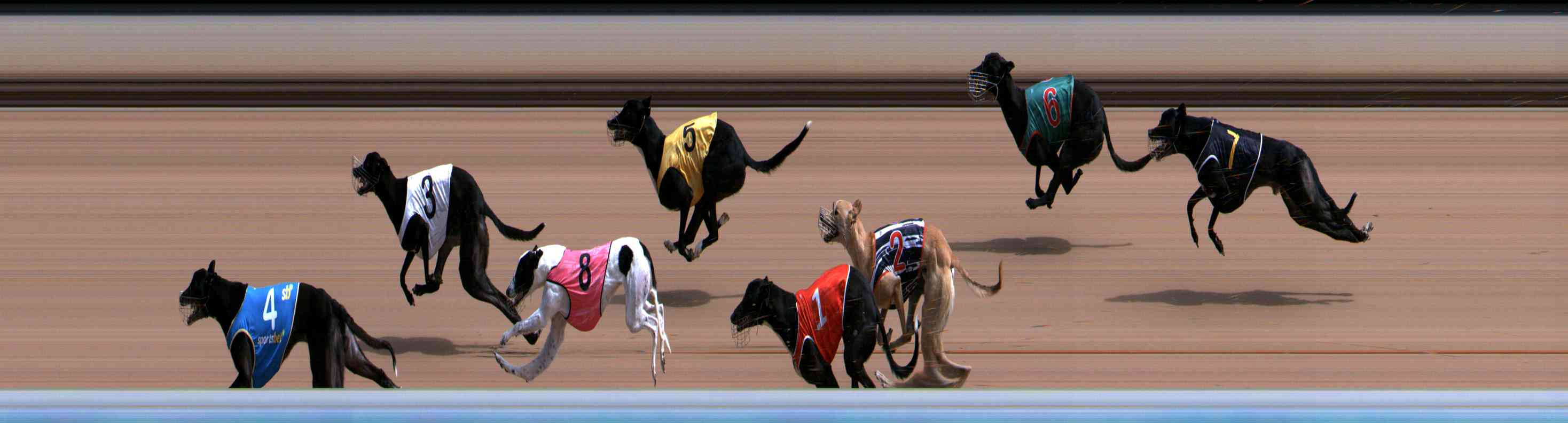 Photo finish for Healesville Race 5