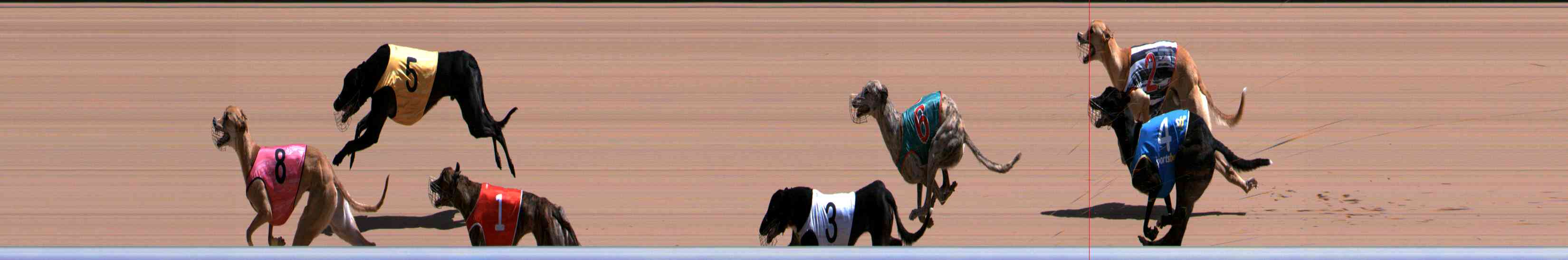 Photo finish for Healesville Race 8
