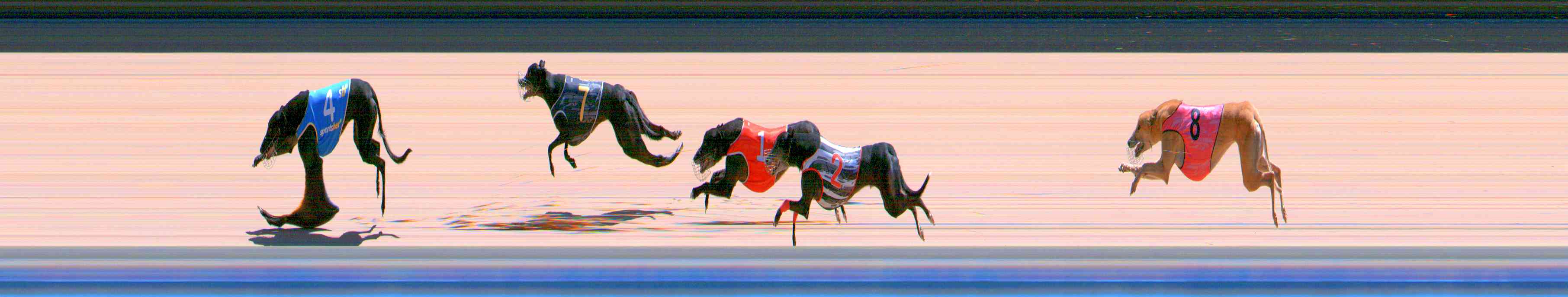Photo finish for Healesville Race 12