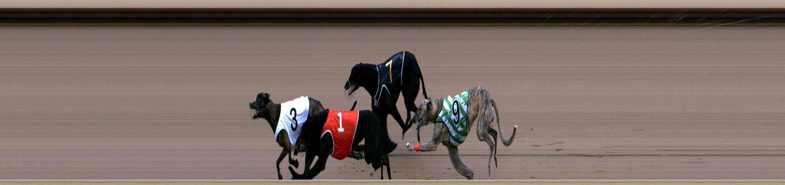 Photo finish for Healesville Race 3