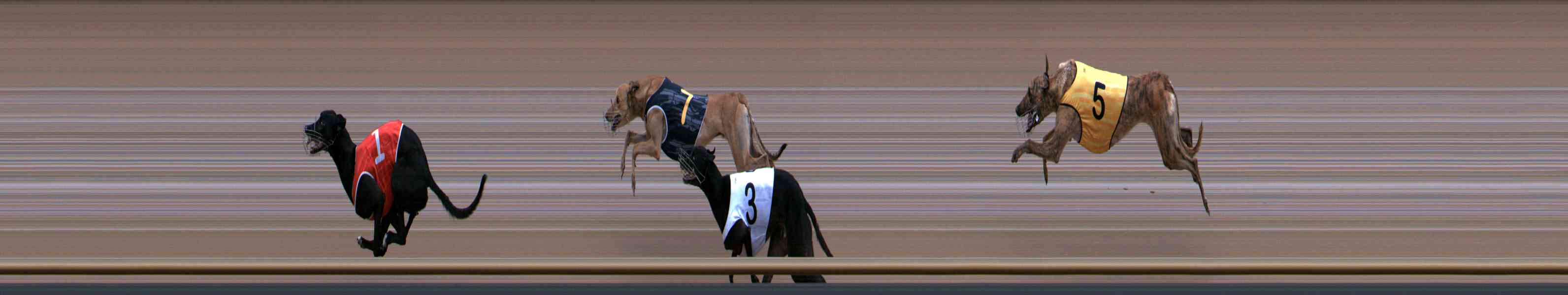 Photo finish for Healesville Race 6