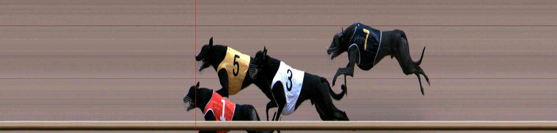 Photo finish for Healesville Race 8