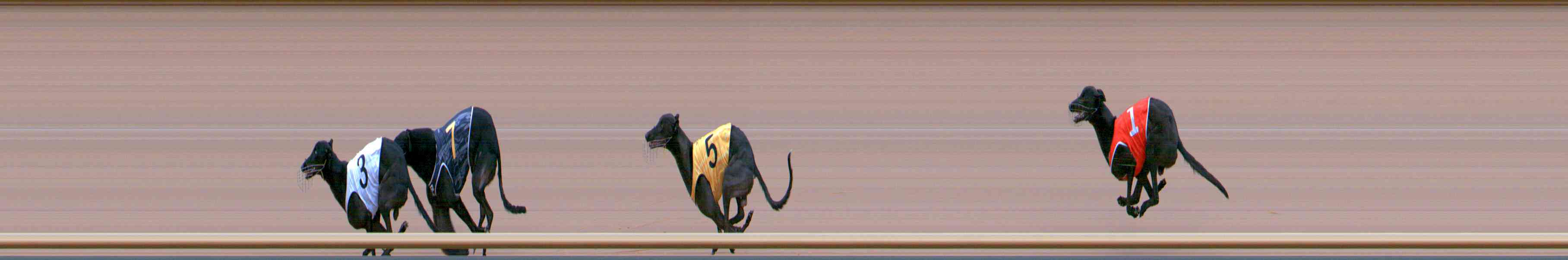 Photo finish for Healesville Race 9