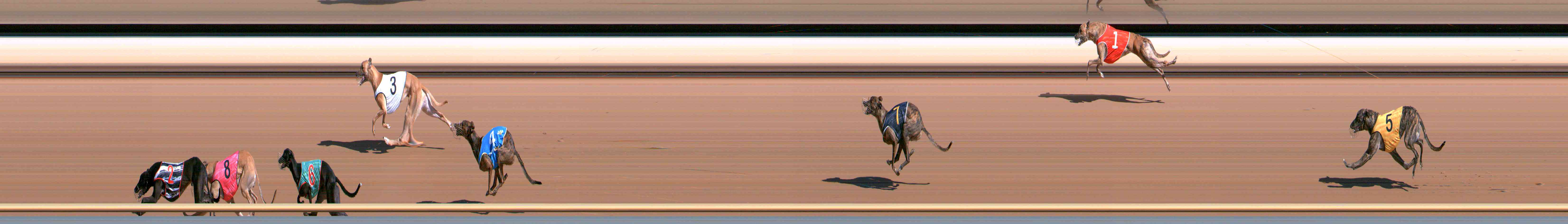Photo finish for Healesville Race 2