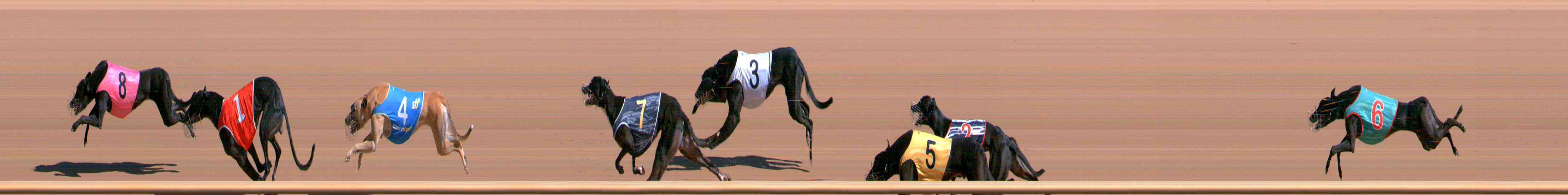 Photo finish for Healesville Race 3