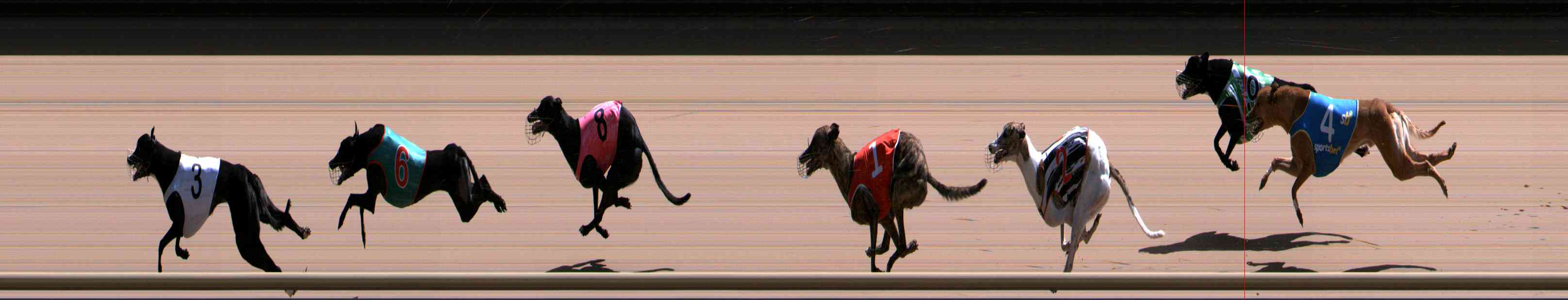 Photo finish for Healesville Race 12