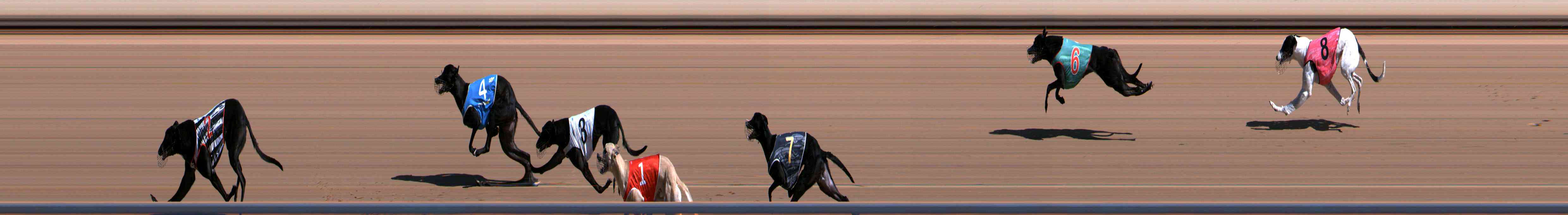 Photo finish for Healesville Race 3
