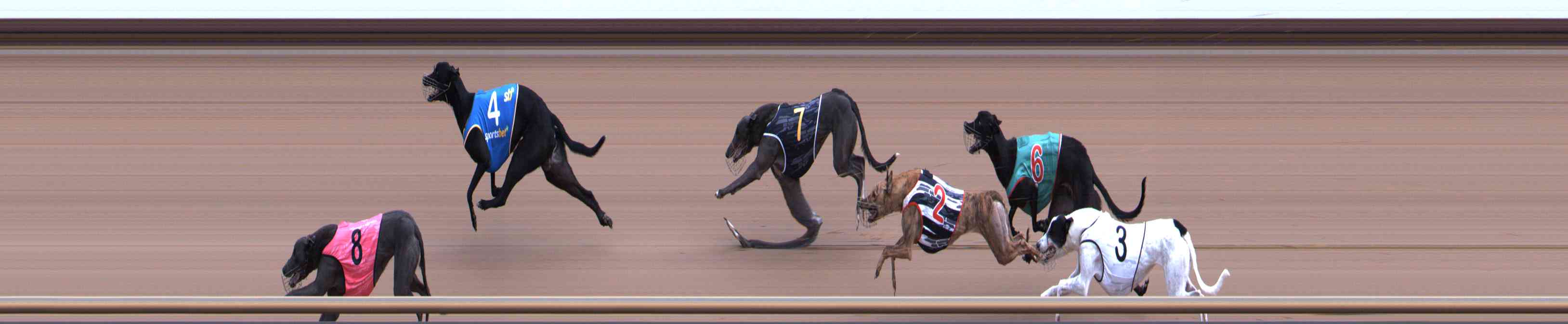 Photo finish for Healesville Race 3
