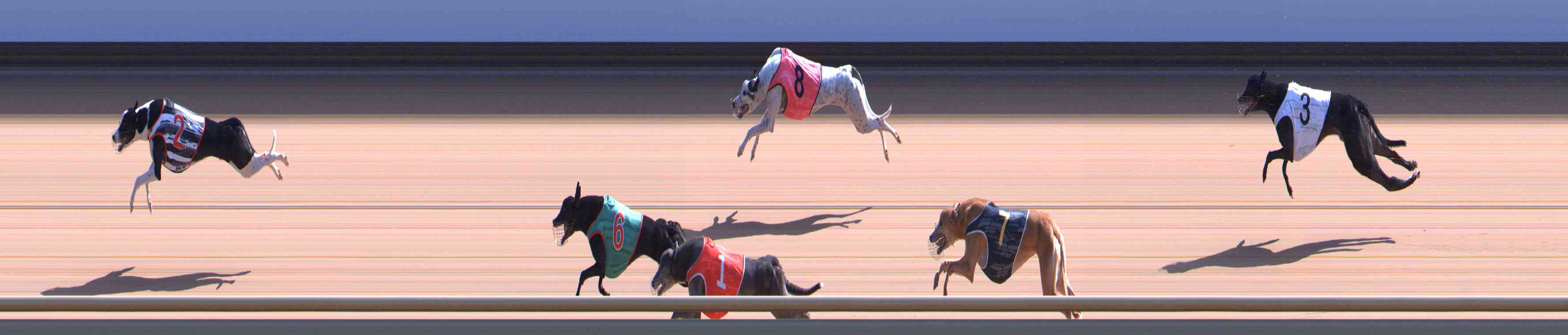 Photo finish for Healesville Race 8