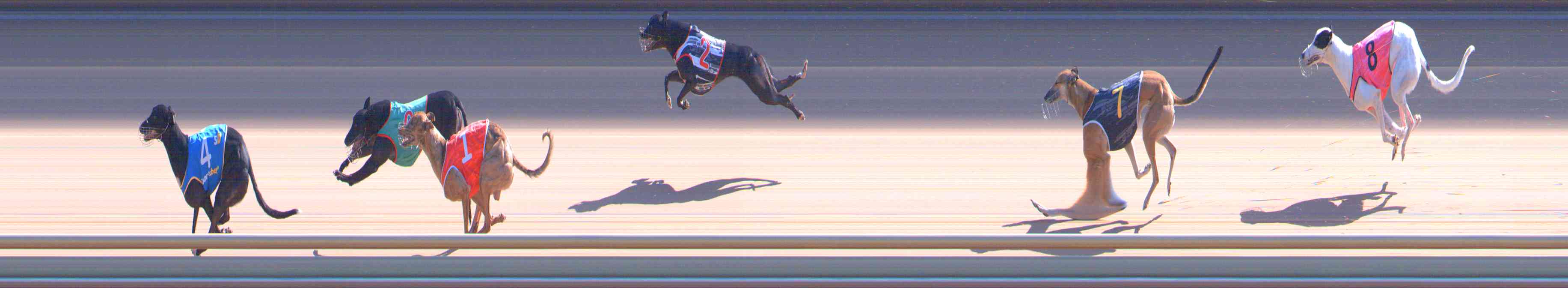 Photo finish for Healesville Race 9